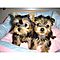 Awesome-t-cup-yorkie-puppies-available-now-for-free
