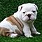 Male-and-female-akc-english-bulldog-puppies-for-rehoming