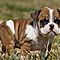Top-quality-english-bulldog-puppies-available