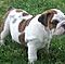 English-bulldogs-for-good-homes