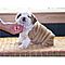 Akc-registered-english-bulldog-puppies