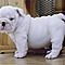 Female-well-train-english-bulldog-puppies