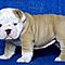 English-bulldog-puppies-ready-for-new-home