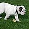 Adorable-male-and-female-english-bulldog-puppies-for-adoption