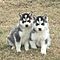 Siberian-husky-puppies