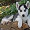 Charming-siberian-husky-puppy-for-sale-contact-us-for-more