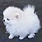 Pomeranian-mix-male-and-female-for-sale