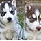 100-pure-breed-siberian-husky-puppies-1-left-hury-hury-hury