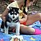 Akc-top-quality-siberian-husky-puppies-for-adoption