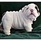 Top-quality-english-bulldog-puppies-with-kc-registered