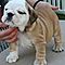Pure-bred-english-bulldog-puppies-for-rehoming