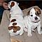 Playful-english-bulldog-puppies-for-adoption