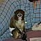 Fantastic-capuchin-monkeys-for-adoption