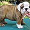 Pre-bred-english-bulldog-puppies-for-adoption